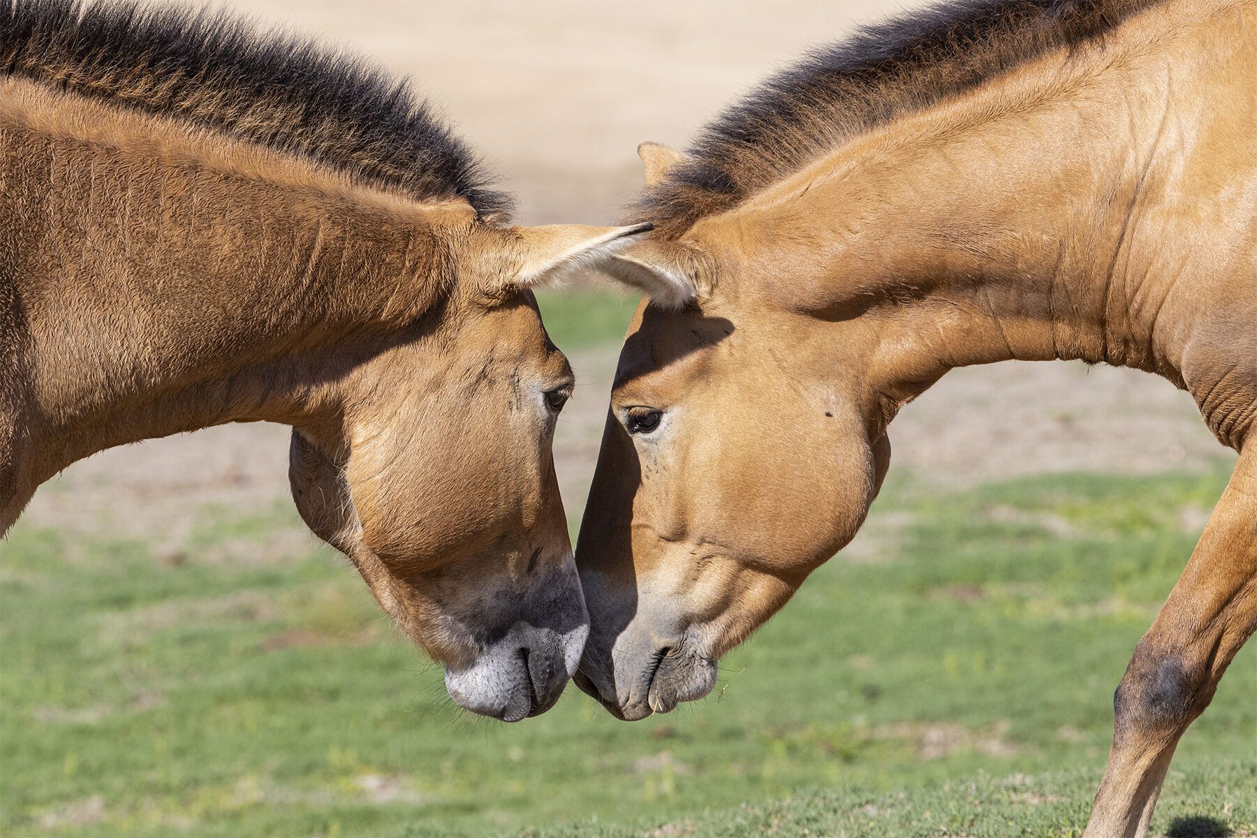 Image of cloned horse.