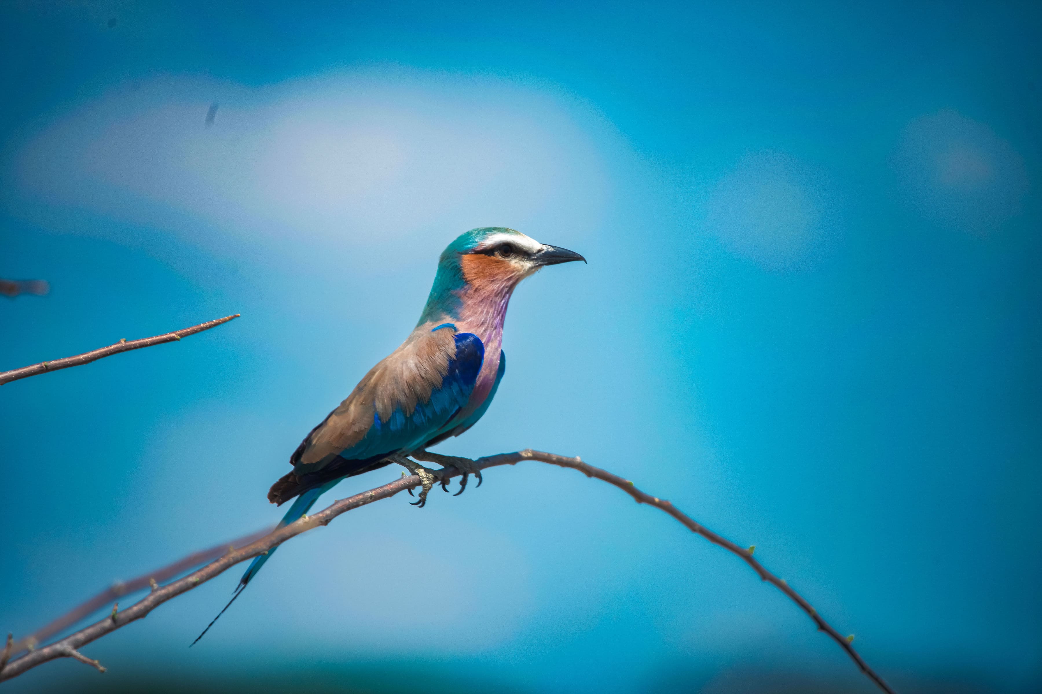 Bird 