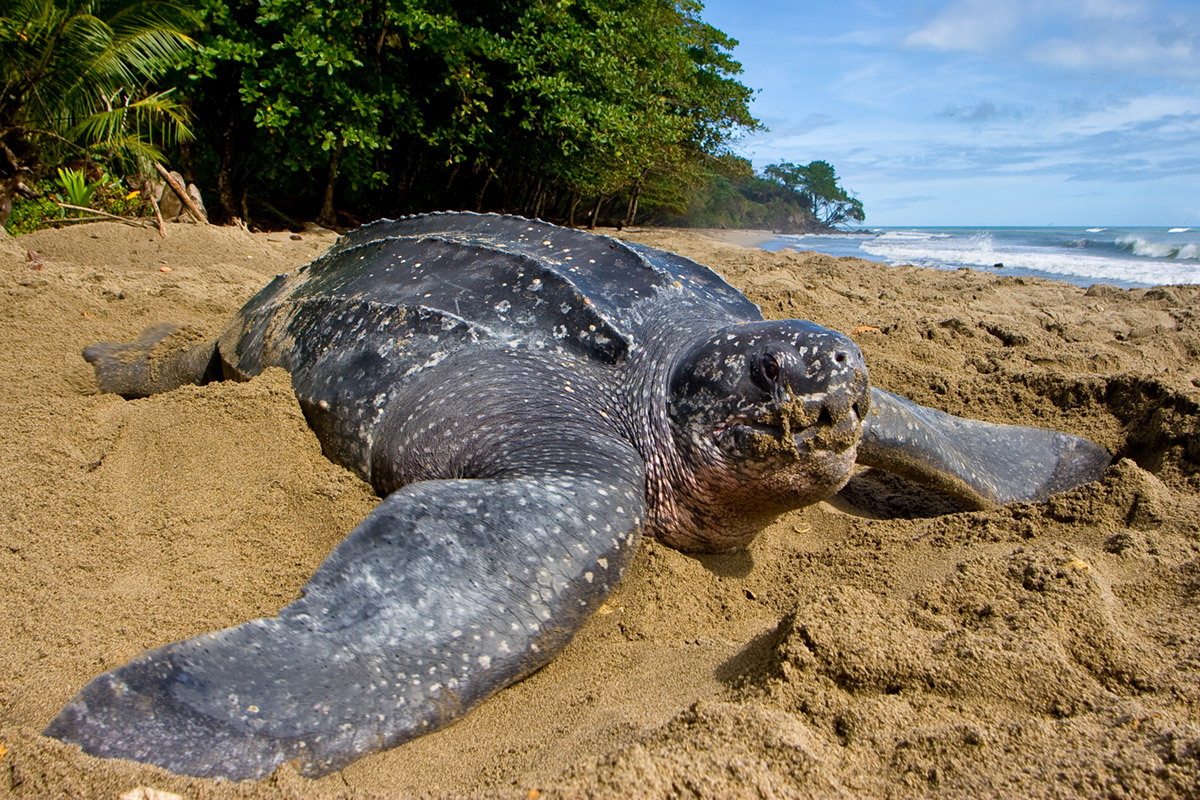 A leatherback turtle on the shores of Trinidad. 